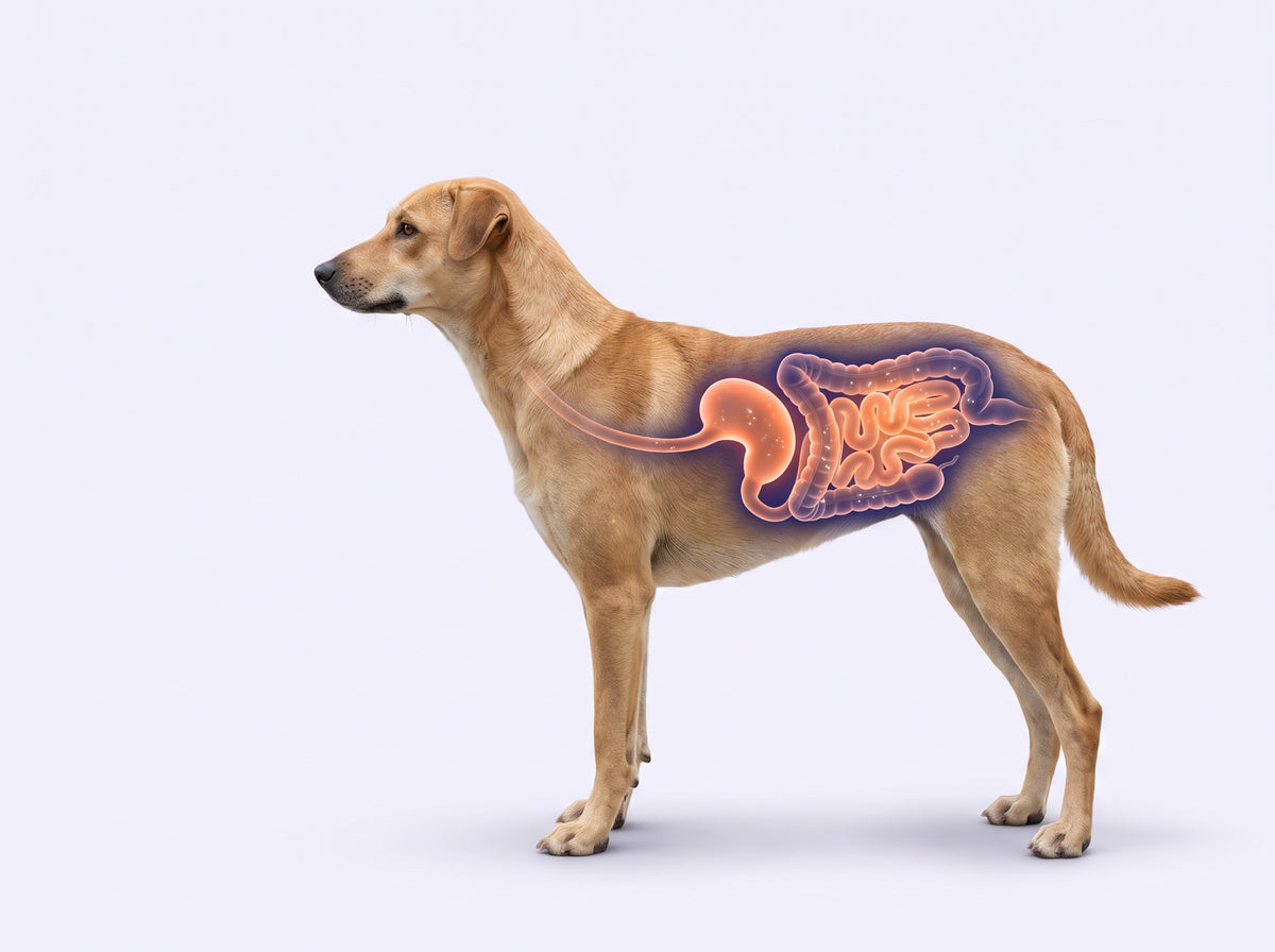 Illustration of a dog with its stomach and intestines highlighted