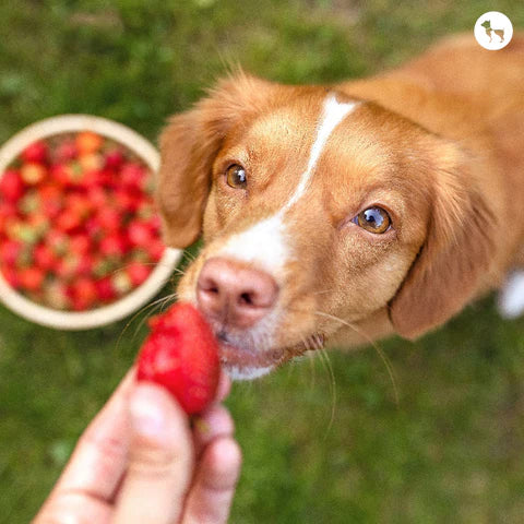 Top 10 Treats For Dogs In 2025