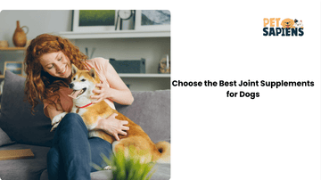 How to Choose the Best Joint Supplements for Dogs: Ingredients, Dosage & Vet Advice - PETSAPIENS