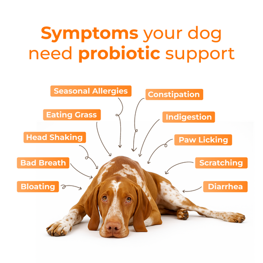 Pet Supplement for Gut Health, Pre + Probiotics For Dogs