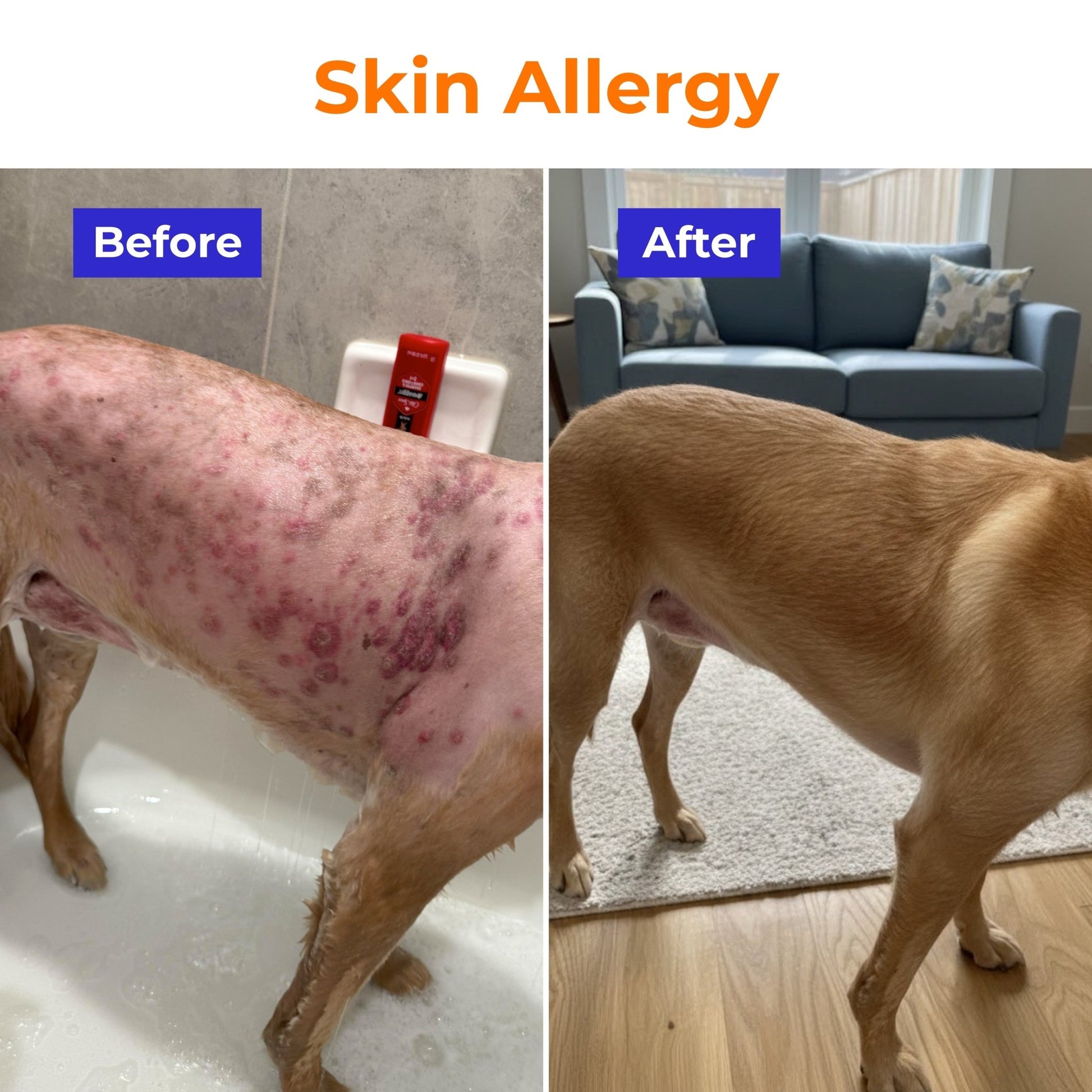 Daily Multivitamins For Dogs - PETSAPIENS