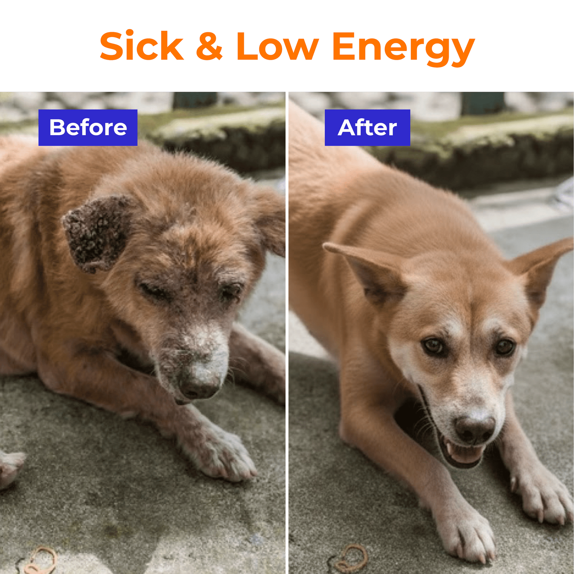 Daily Multivitamins For Dogs - PETSAPIENS