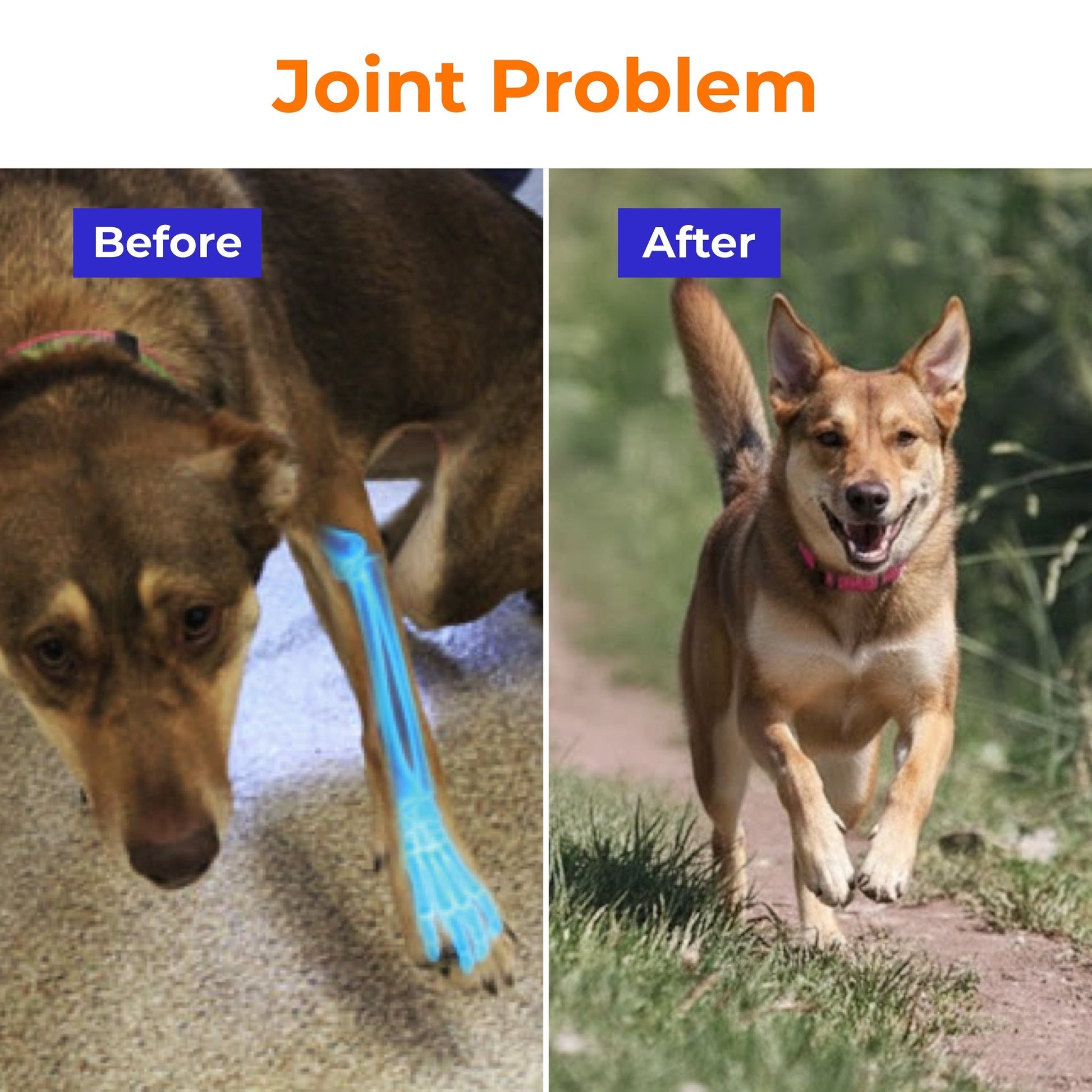 Daily Multivitamins For Dogs - PETSAPIENS