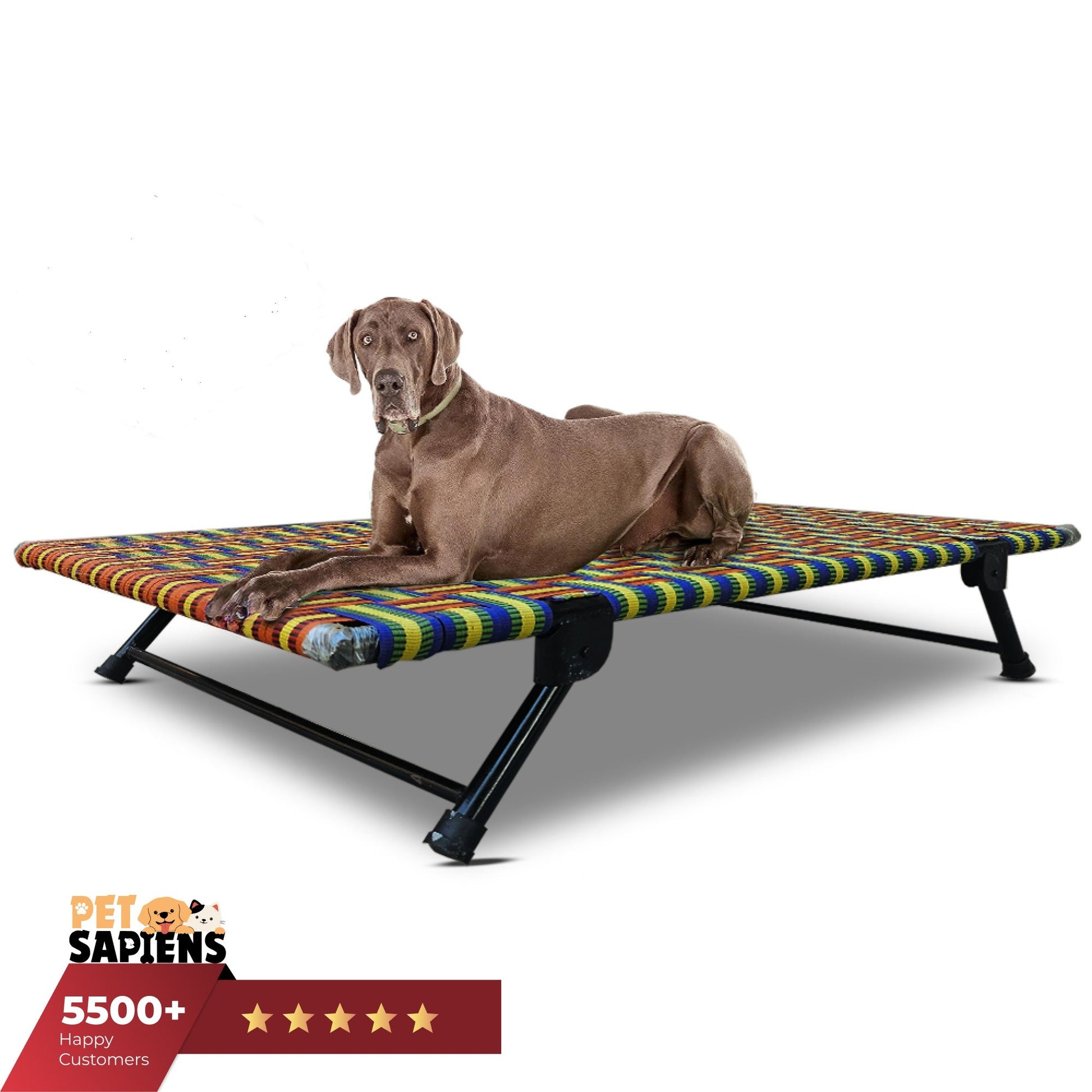 Folding Elevated Dog Bed for All Breeds - PETSAPIENS