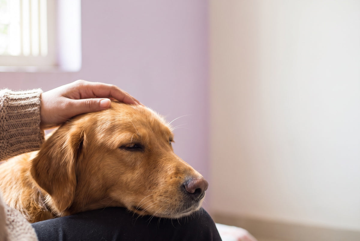 Hand stroking a dog with a soft, shiny coat
