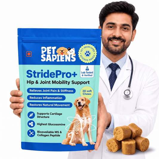 Vet holding a PetSapiens StridePro+ hip and joint soft chews pouch, 30-chew pack, with chews in front