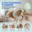 Signs of stiff joints in dogs: slow to stand, avoids stairs, licks joints and lags on walks