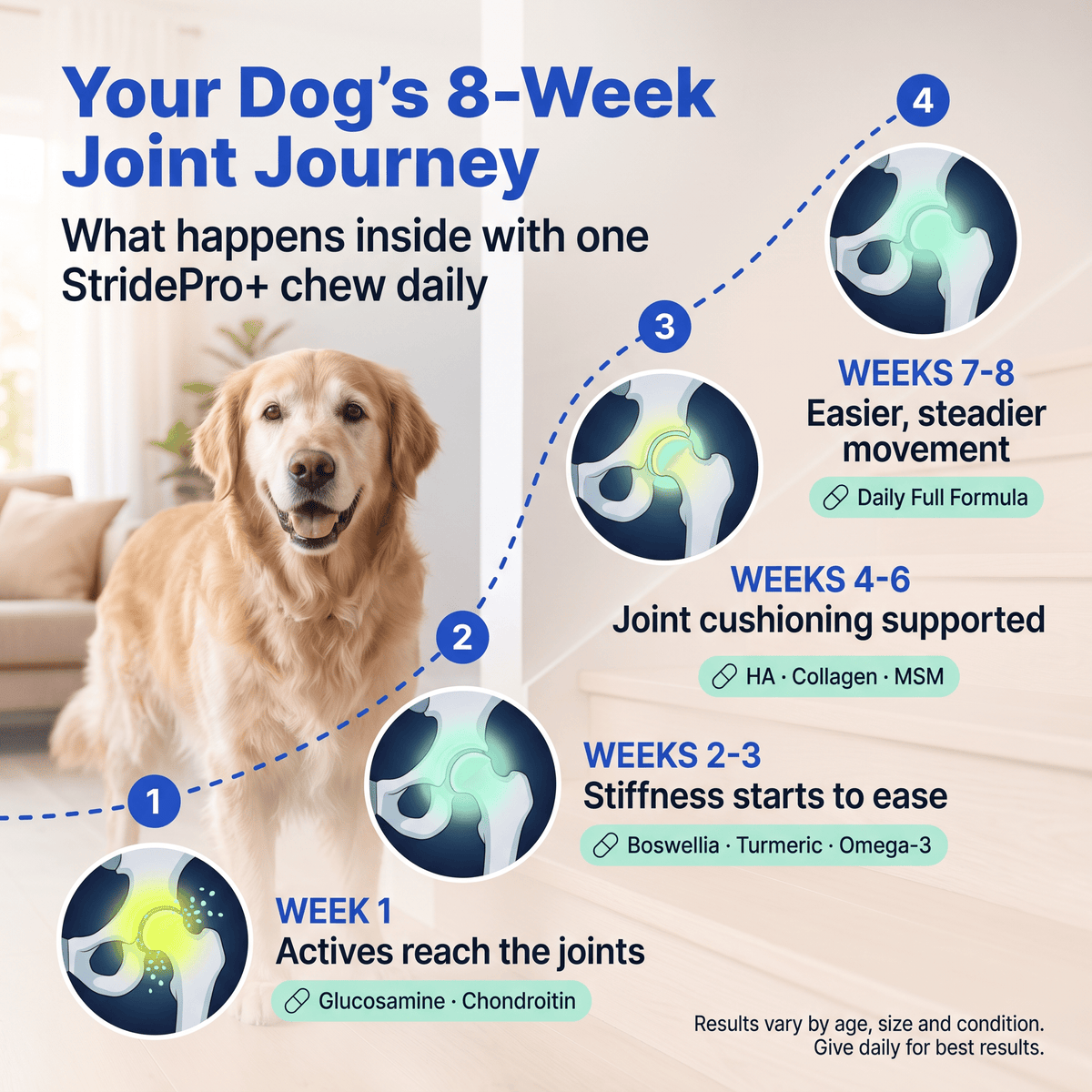 StridePro+ 8-week joint journey graphic showing what happens with one chew a day