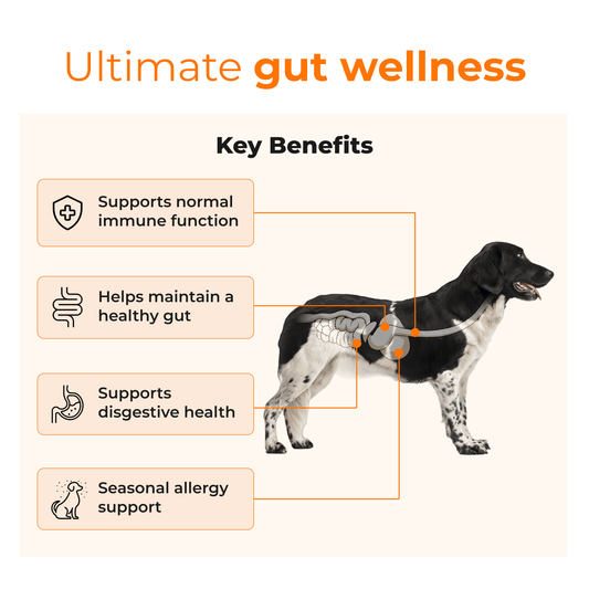 Pet Supplement for Gut Health, Pre + Probiotics For Dogs - PETSAPIENS