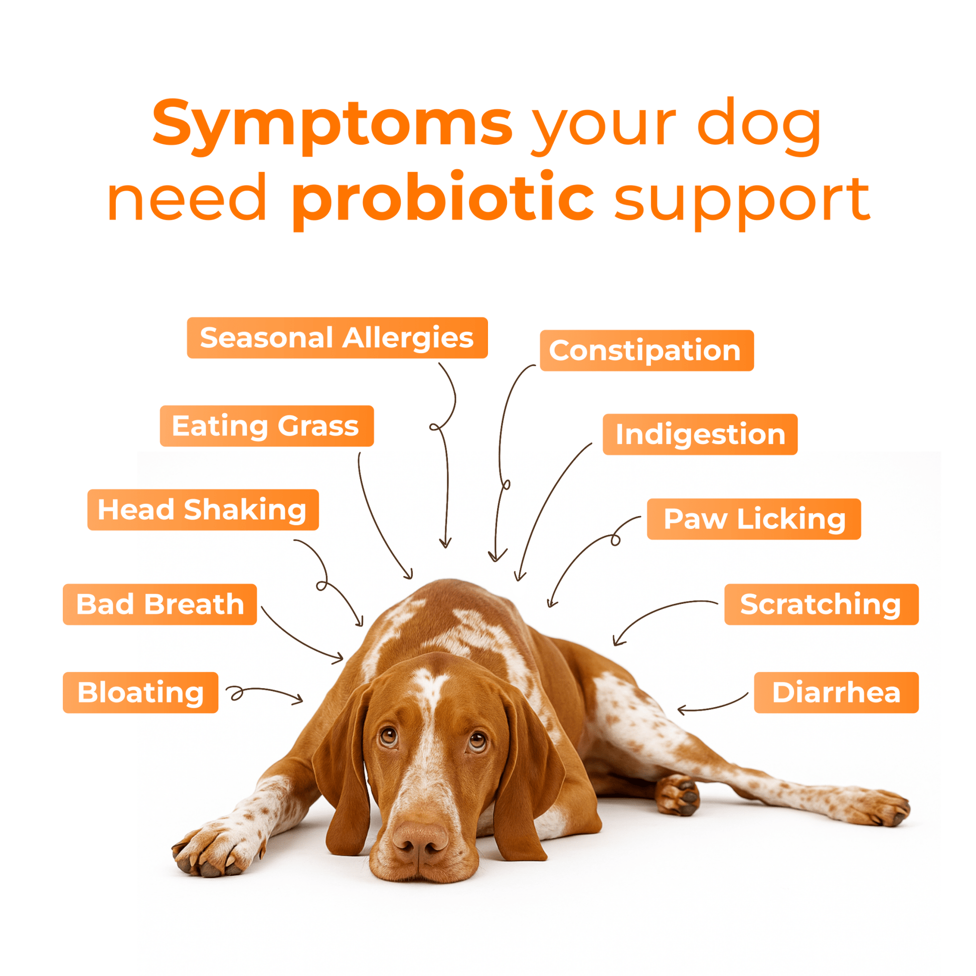 Pet Supplement for Gut Health, Pre + Probiotics For Dogs - PETSAPIENS