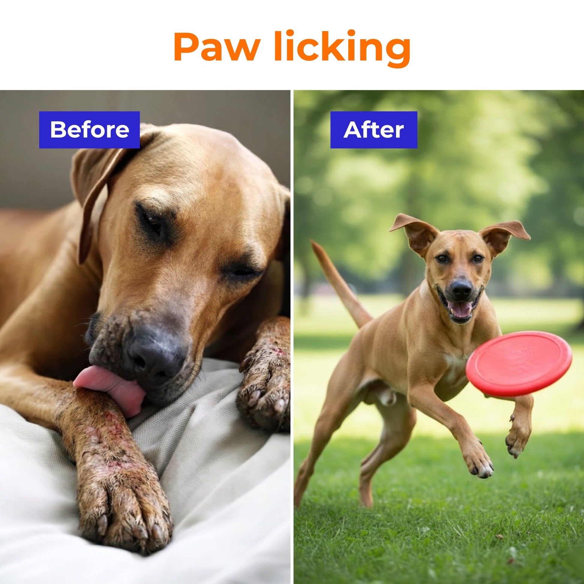 Pre + Probiotics Formula for Dog Gut Health - PETSAPIENS