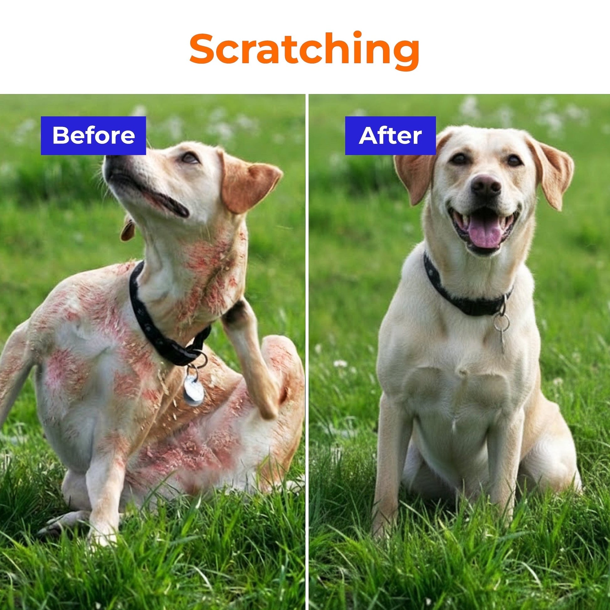 Pre + Probiotics Formula for Dog Gut Health - PETSAPIENS